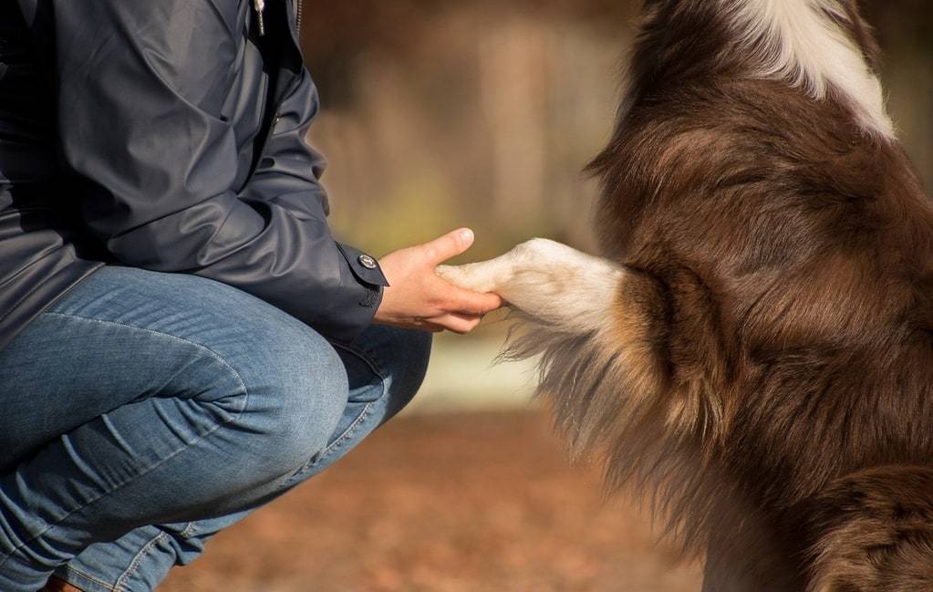 Comment améliorer la flore intestinale de son chien ?